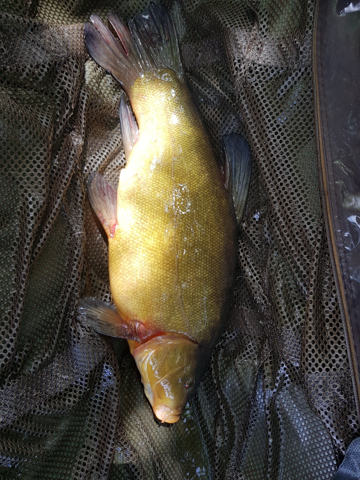 Fachgerechter Umgang mit Fischen